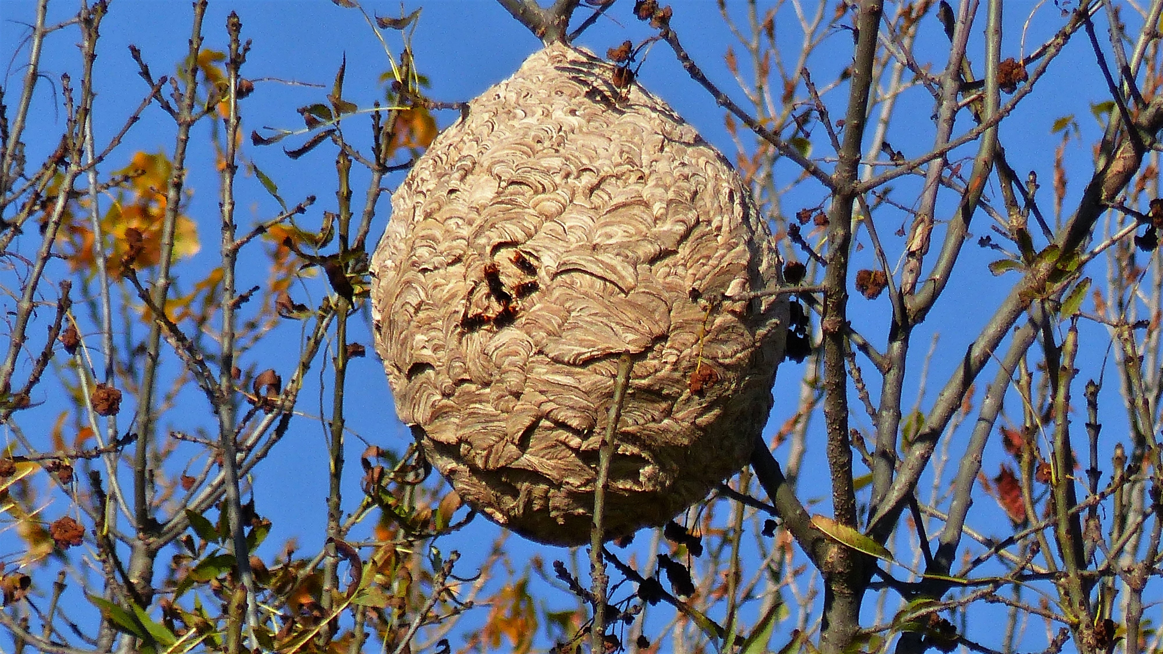 environnement niddefrelon