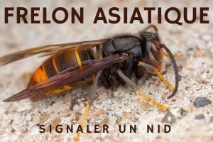 FRELON_ASIATIQUE.jpg