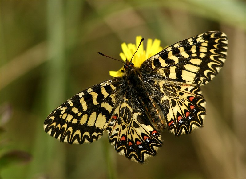 papillon Diane